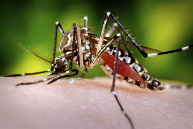Audiência Pública sobre o combate ao mosquito Aedes Aegypti é adiada
