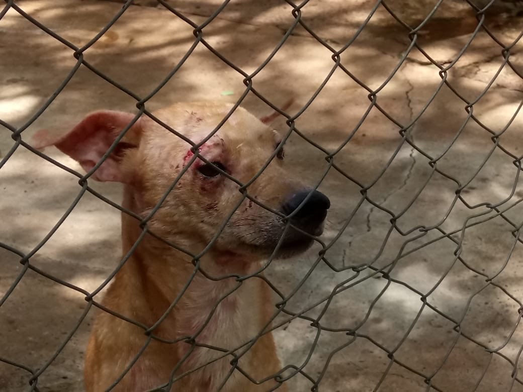PL 150/2021 obriga clínicas veterinárias a denunciar maus-tratos em animais domésticos