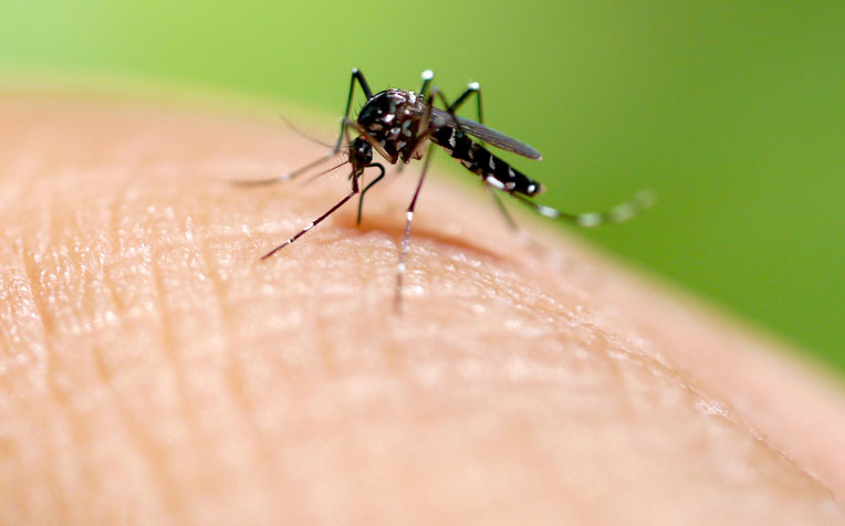 Audiência pública debate ações de combate ao mosquito Aedes Aegypti